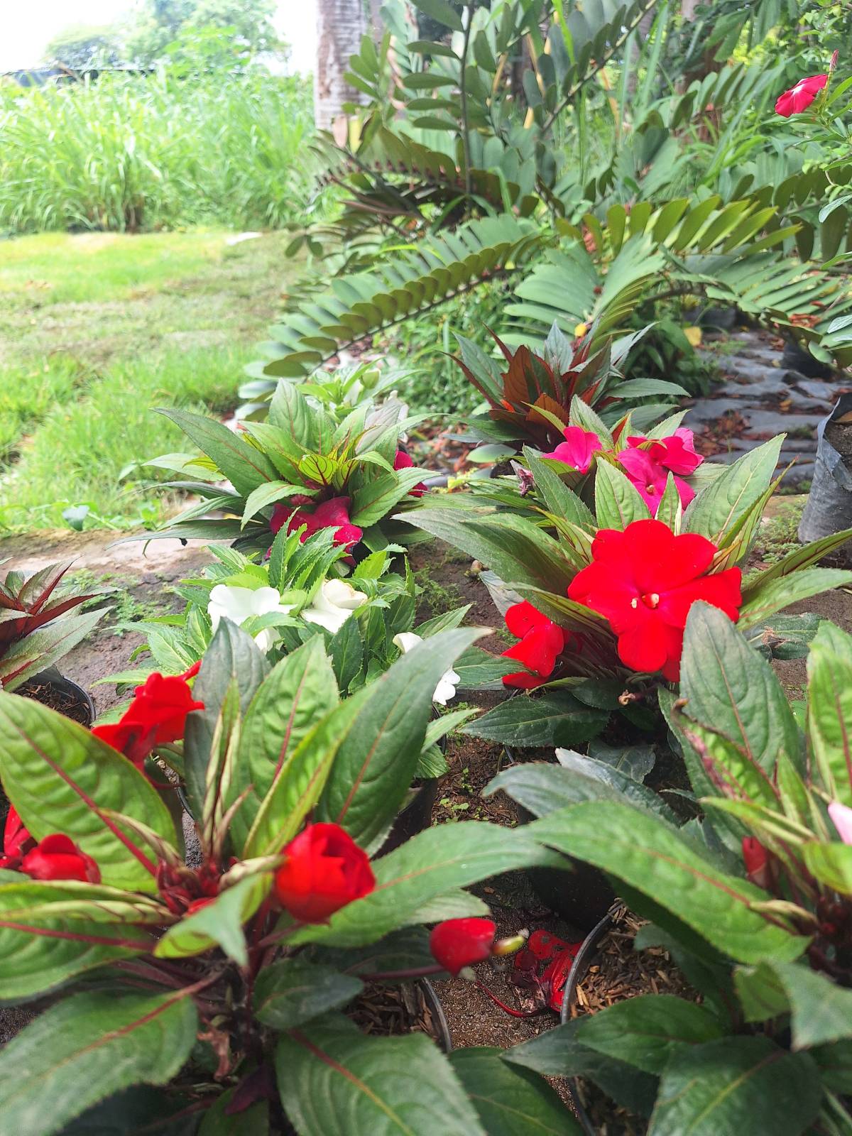 I am a true believer that every corner of nature gives us peace and life. Especially when I go out,...