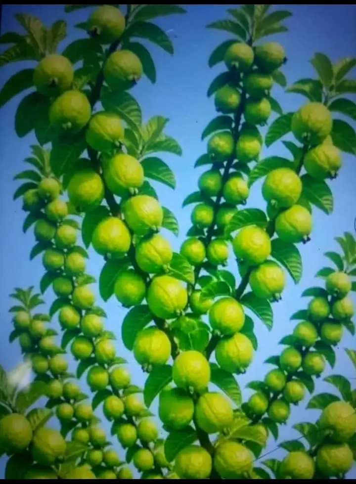 I Declare my week and your week fruitful ๐๐
#LekeeLekee #Trending #annabel #LekeeLekeeFamily