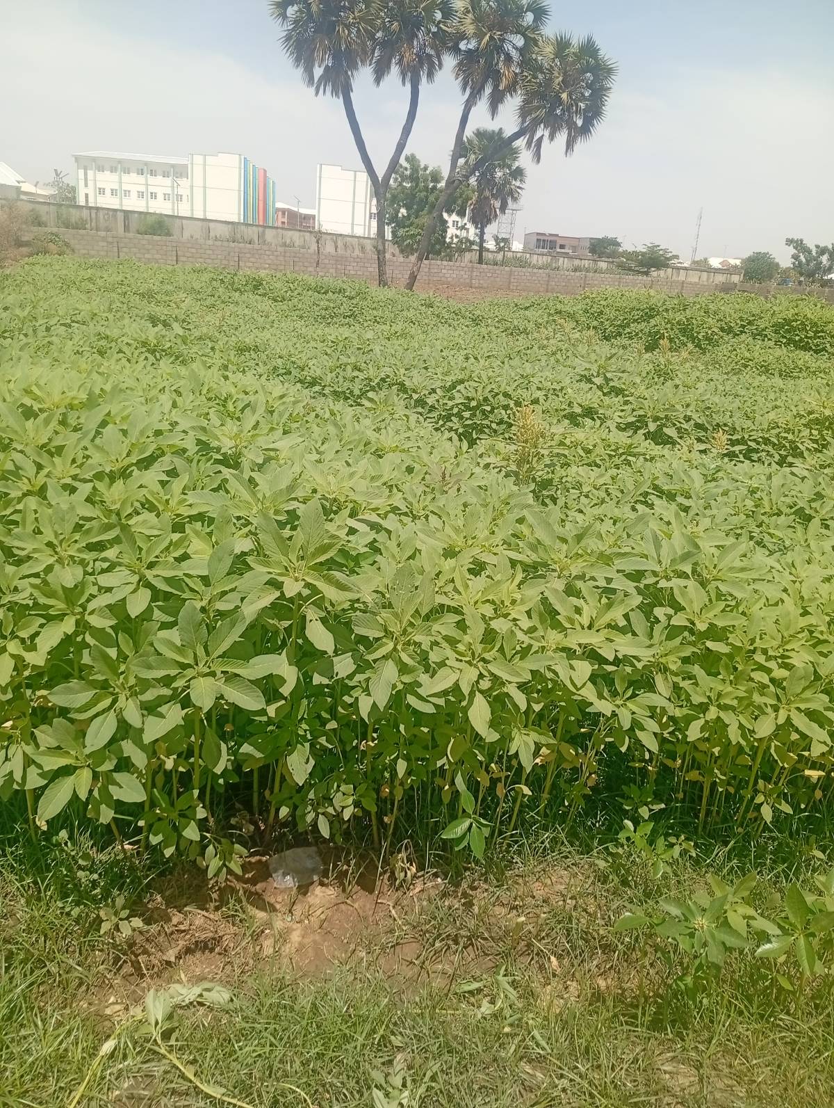 My Farm my pride, Don't wait till government gives you job be a job creator. In less than 3 months I...