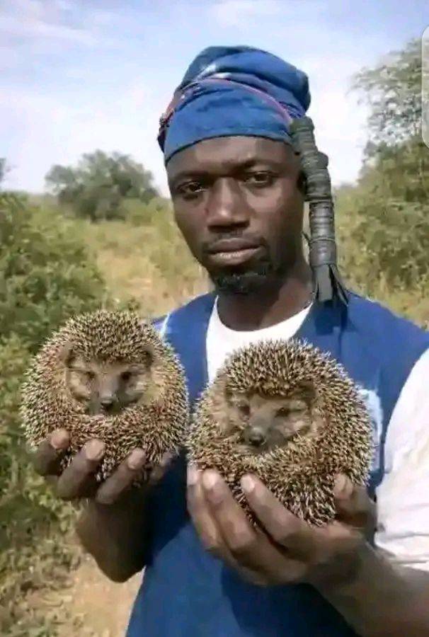 What's the name of this Animal ...