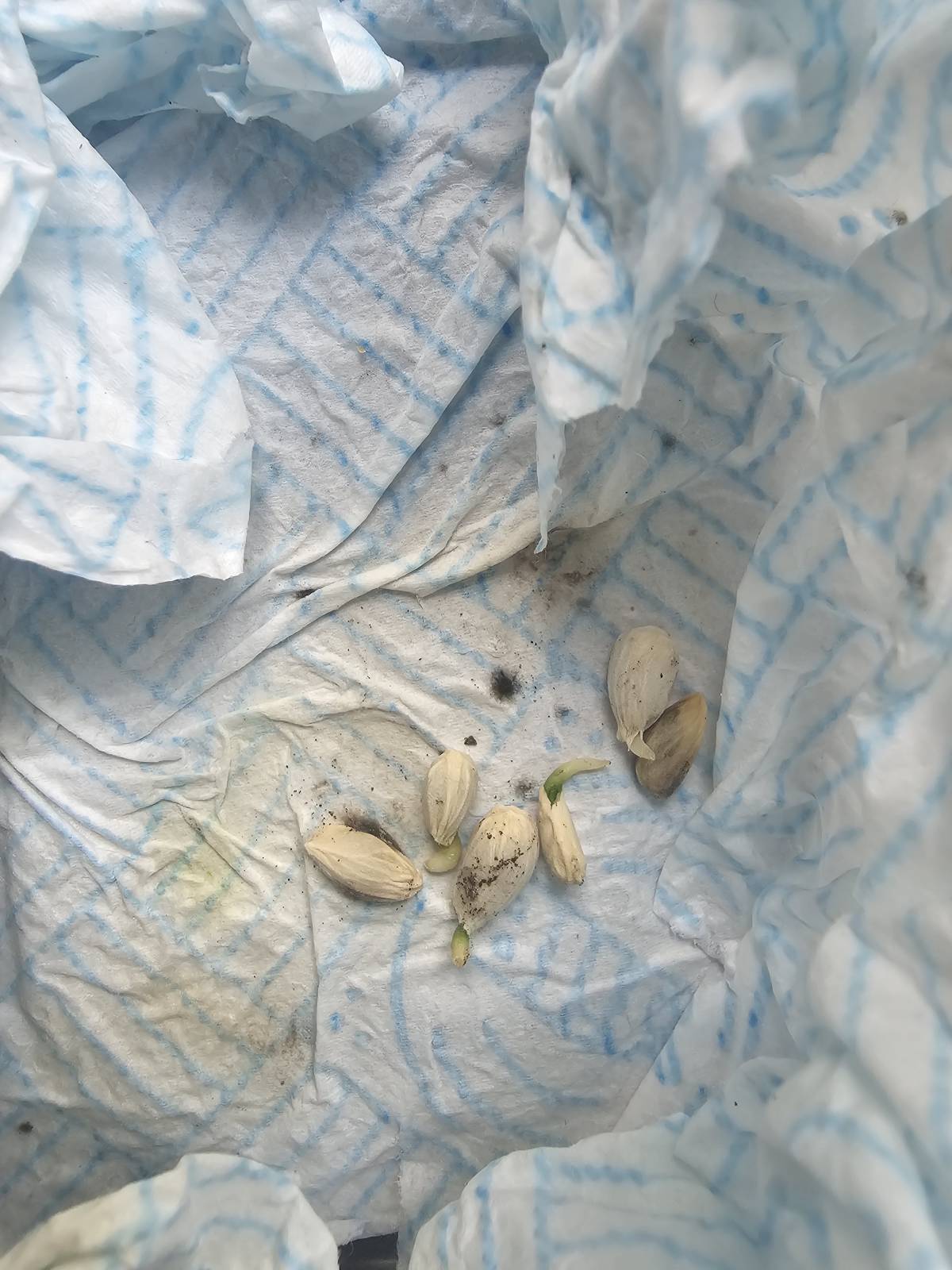 It may not look much but giddy with excitement....have managed to germinate some lemon pips bought f...