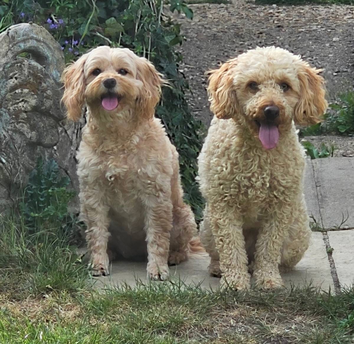Walking these two is a great way to unwind after what has been a busy few days (they are Mums not mi...