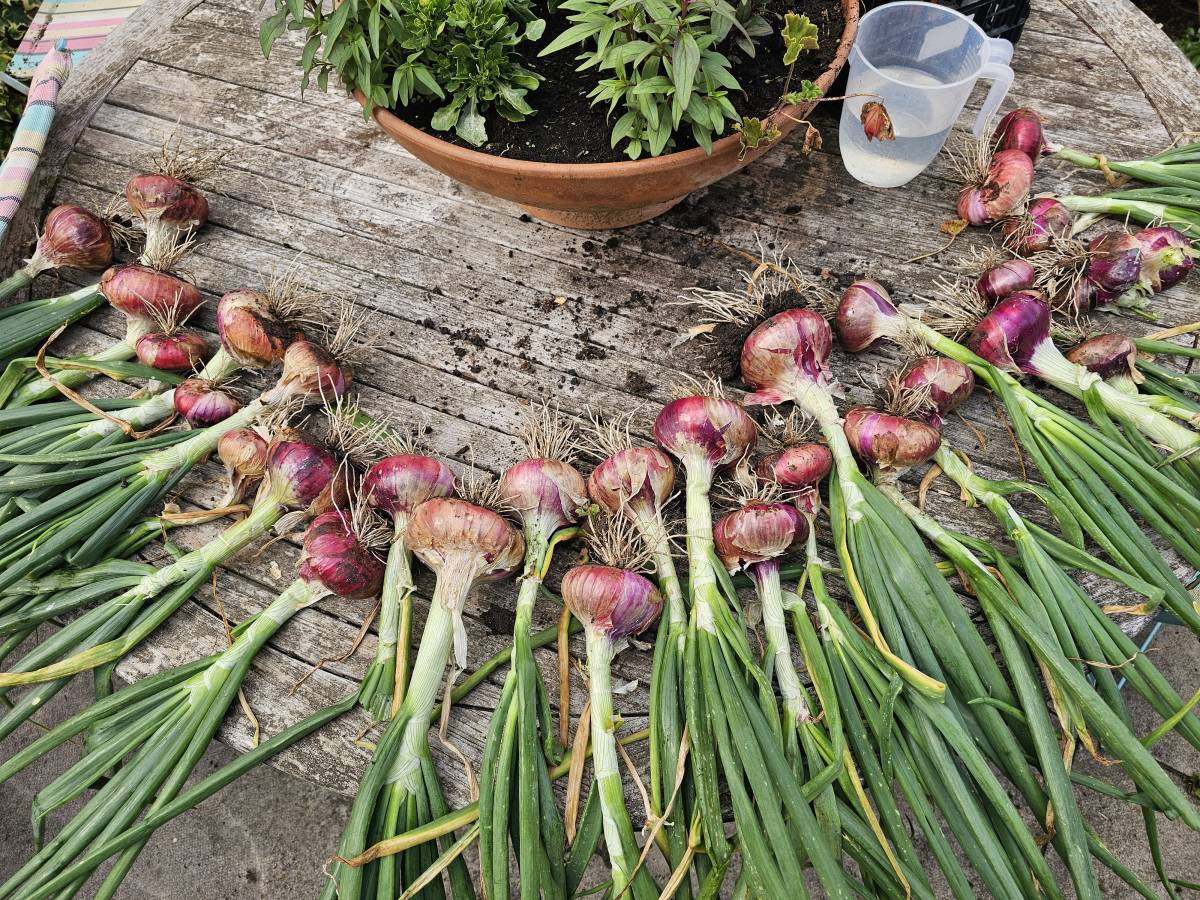 The red onions won't store very well over winter so am told by my onion expert of a brother, however...