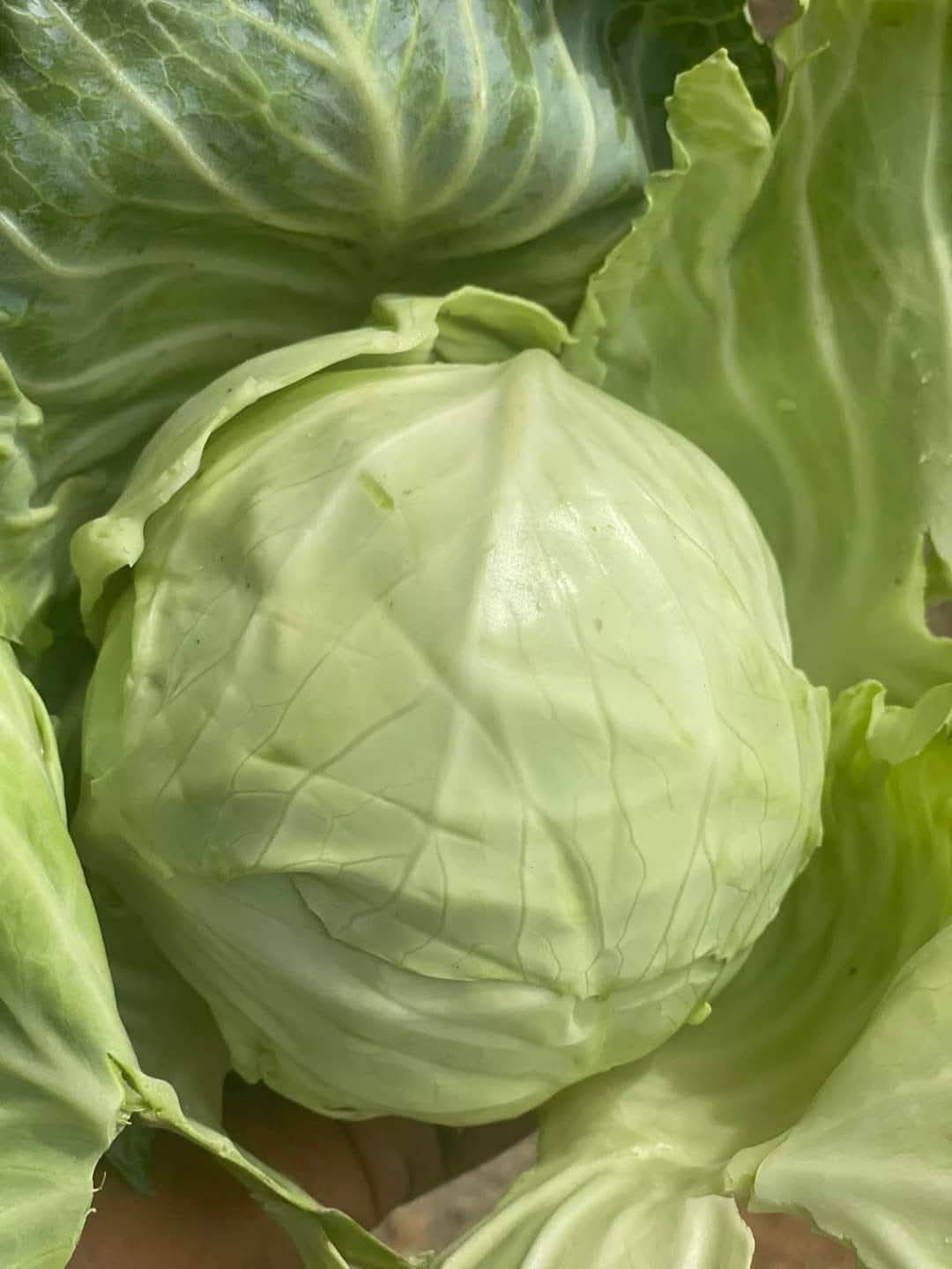 *Do this before eating your cabbage*
A lot of persons eat cabbage but one thing they fail to do is...