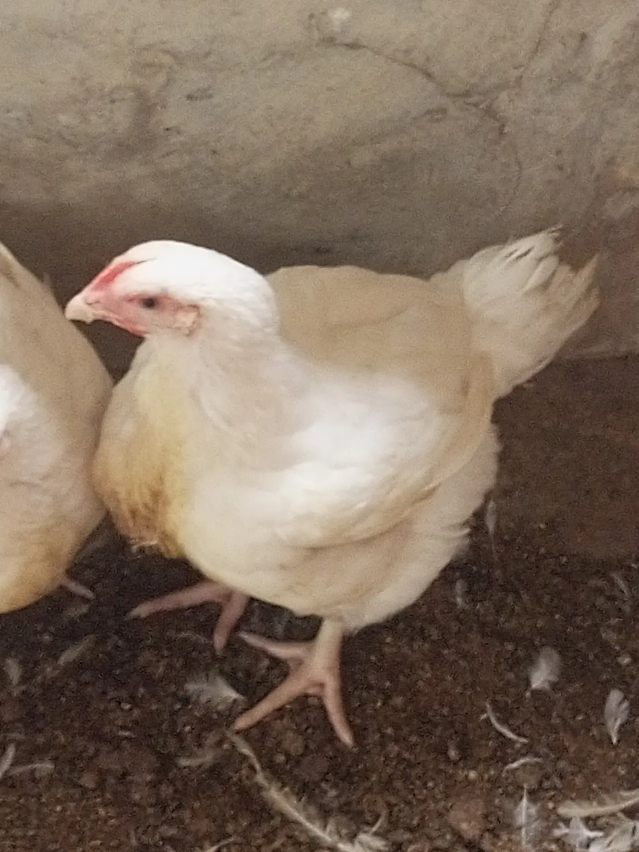 Please those of you in Makurdi should come and buy chicken from me.
Opposite Doo palace Nyiman layou...