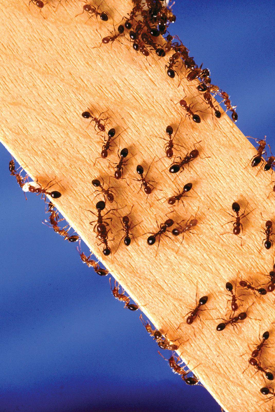 Ants arrive the scene few seconds after...who informs them.

I prophesy: You will be found where you...