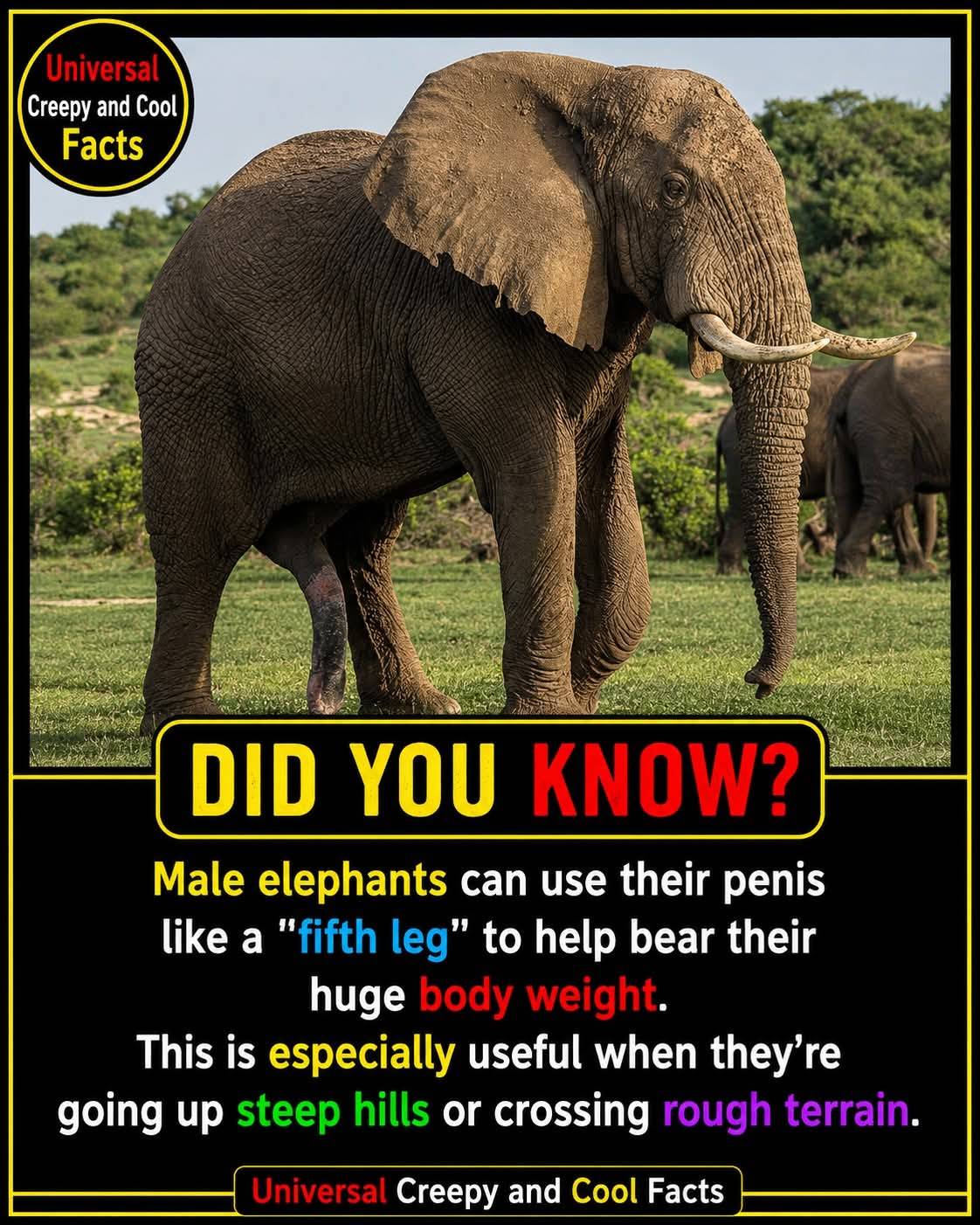 ๐๐ณImagine seeing an elephant standing in the African savanna...
You count its legs.
One...
Two....