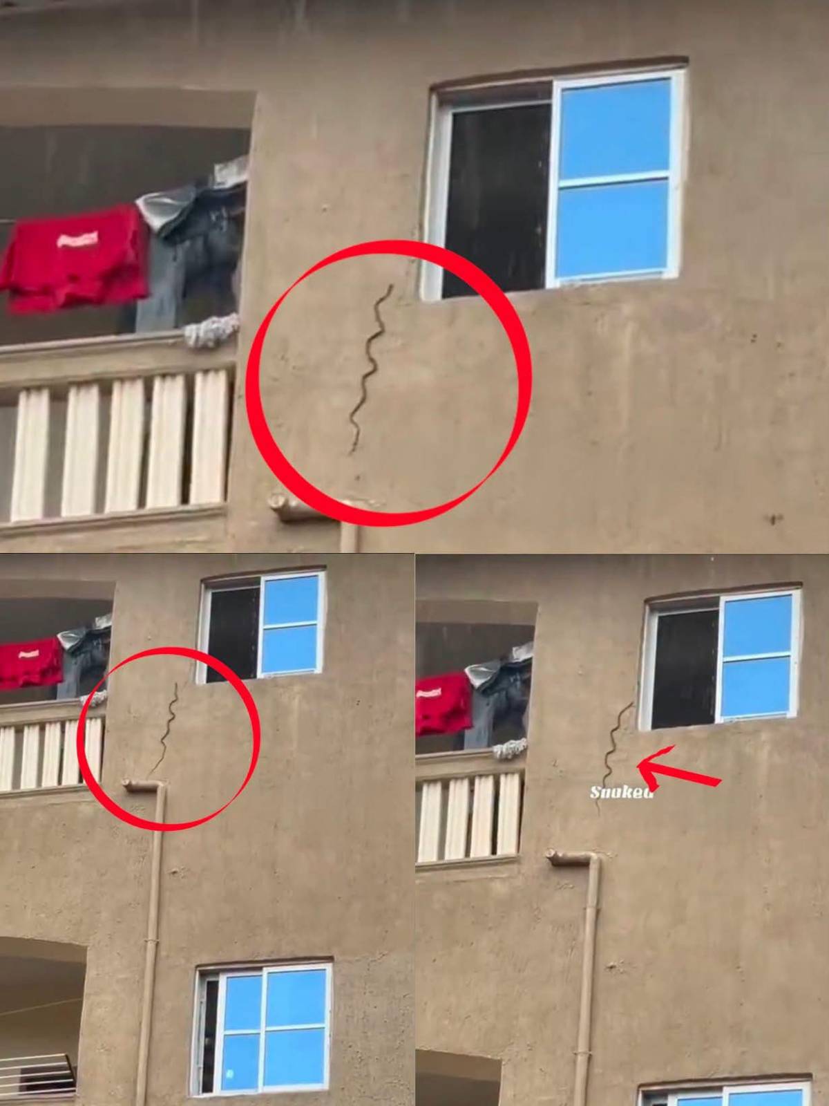 Snake spotted trying to enter one of the flats in 3 storey building ๐