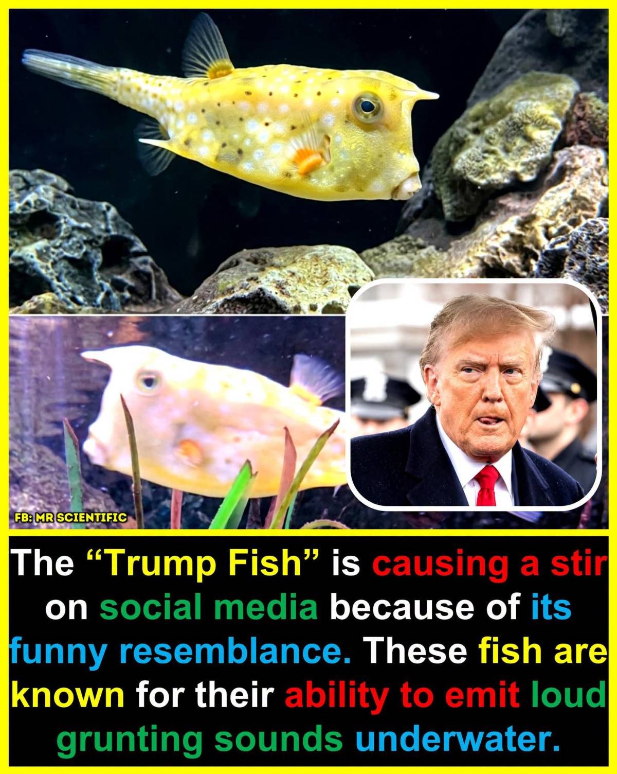 The fish in this image is a longhorn cowfish, Lactoria cornuta, a tropical marine species famous for...