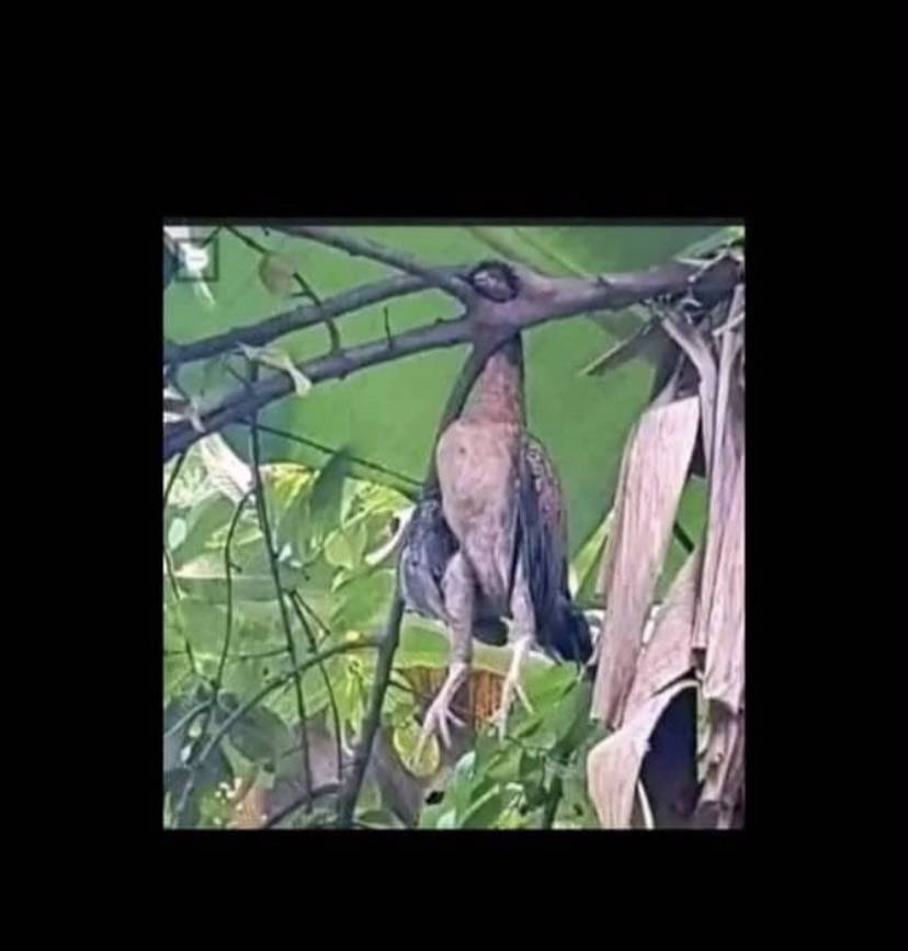 Sad news ๐ฉ๐ฉ๐ฉ one of my fowl don go commit suicide this Sunday morning ๐ฅน๐ฅน๐ฅน๐ฅน
TINUBU MUST GO PL...