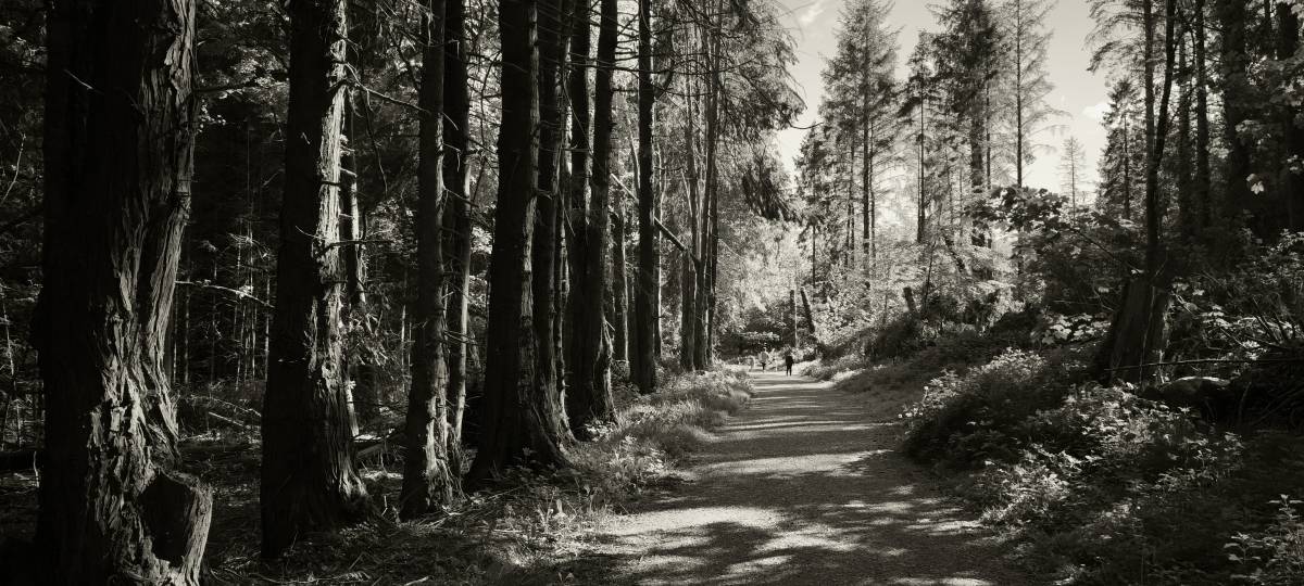 I love forest walks #rosemoreforest