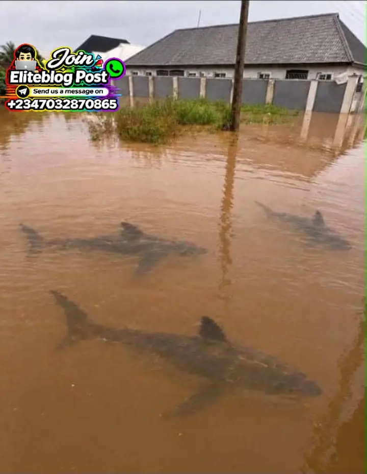Shark ๐ฆ don enter street ๐๐ as rain no wan stop
