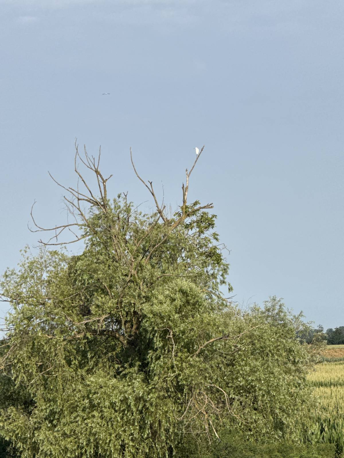 #Bird