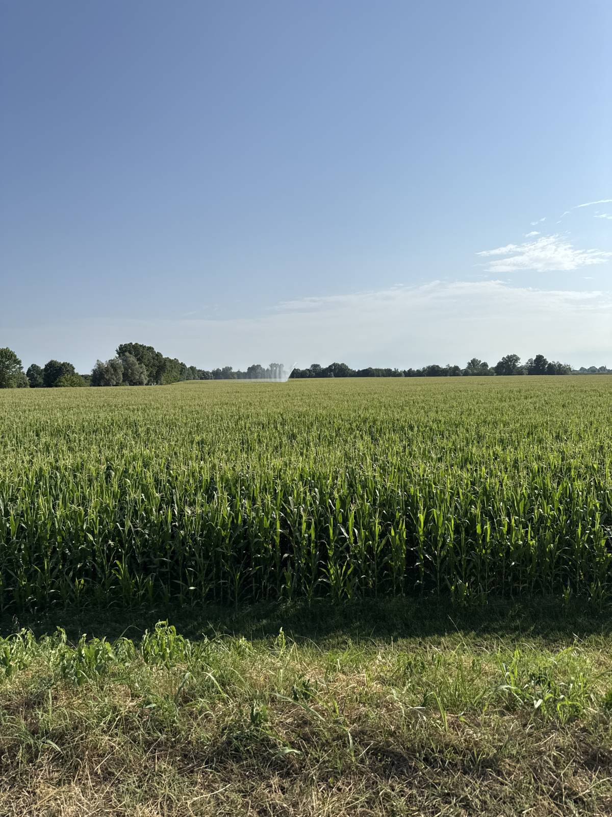 #Maize
