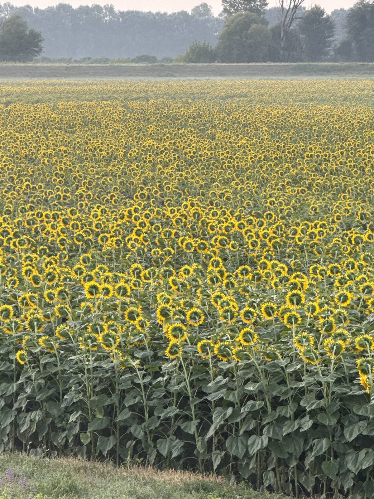 #Sunflower