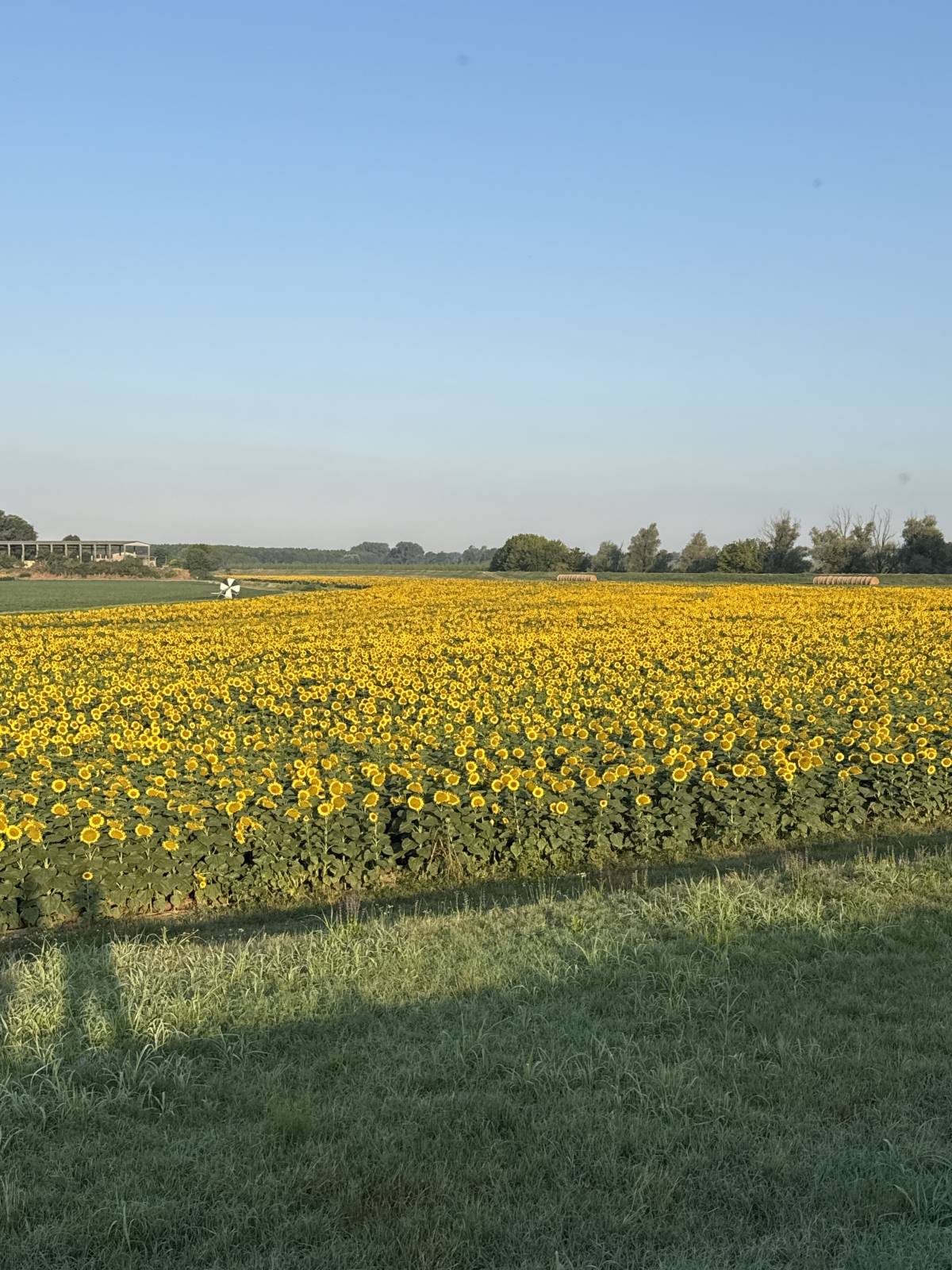#Sunflower