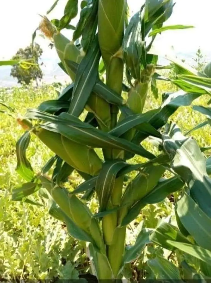 May you be as productive as this corn in every aspect of your life this day and onward.
Have a happy...