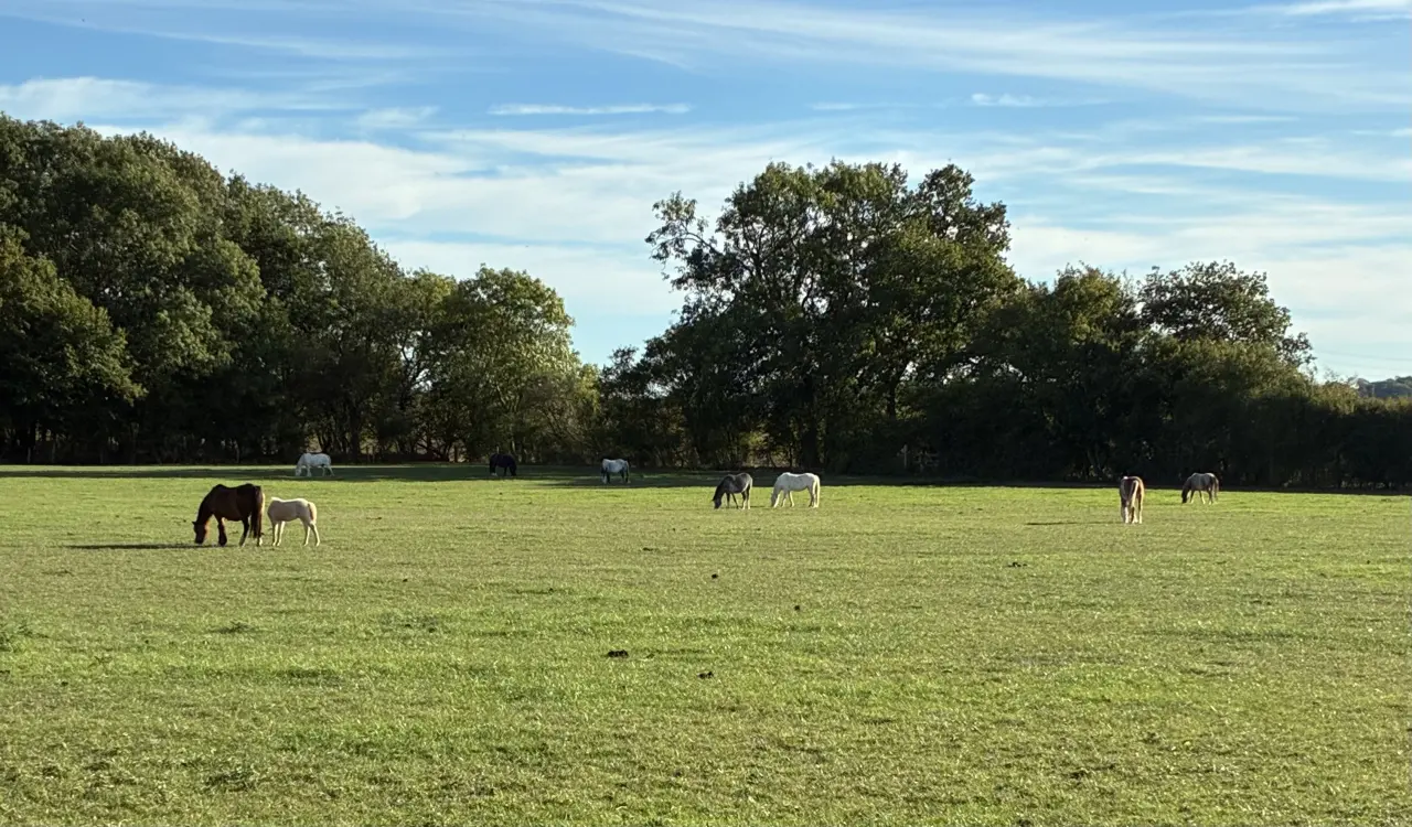A peaceful herd on a beautiful sunny autumnal day