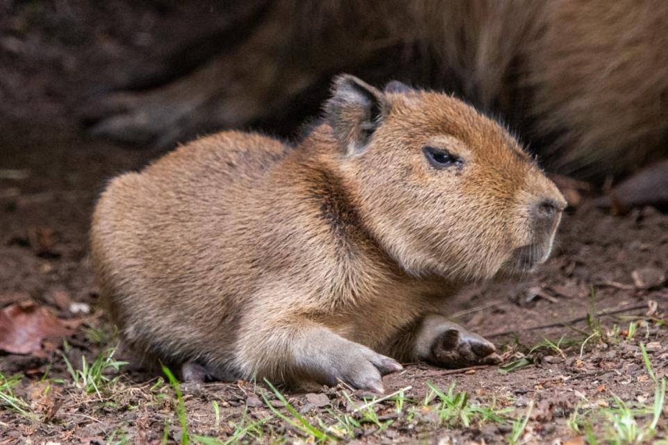 A capybara pup has been born at Edinburgh Zoo, the first birth of its kind in Scotland in 18 years....