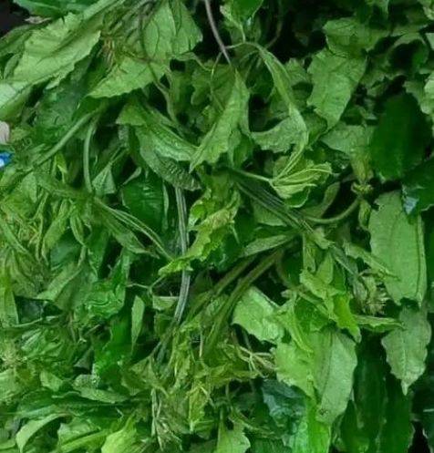 Good health promotes a good marriage. Adding pumpkin leaves to your meal boost your immunity. A sick...