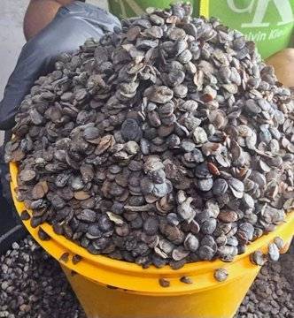 What's the health benefit of locust beans