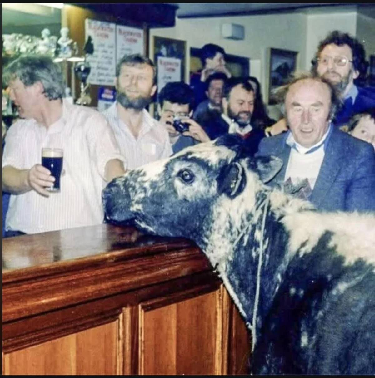 There was a cow named Big Bertha that drank whiskey, lived until she was 48, had 39 calves, broke tw...