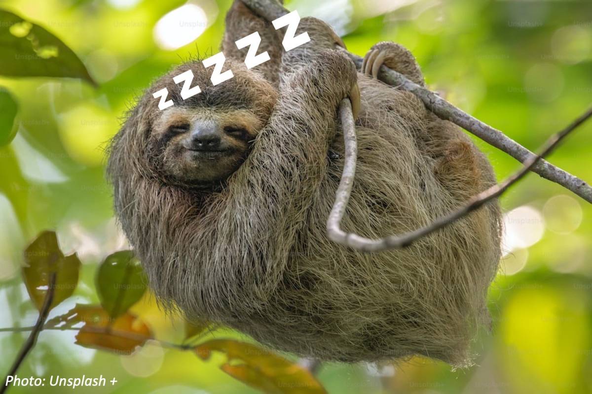 Sloths are sleep champions! They sleep 18 hours daily due to low metabolism and a leaf diet. Evolved...