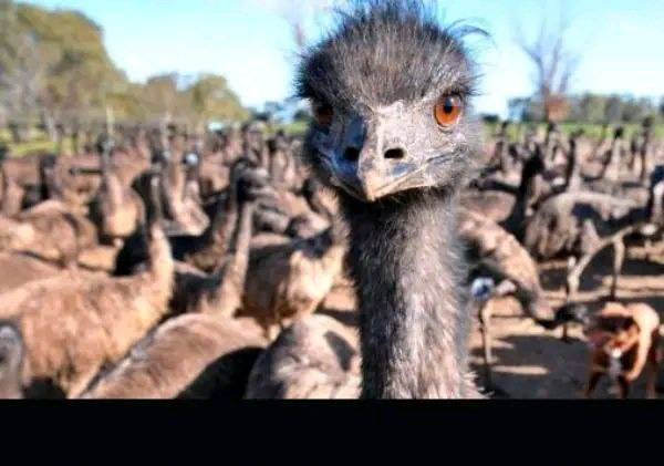 In 1932, the Australian Army went to war against emus that were destroying farmland. The Army lost....