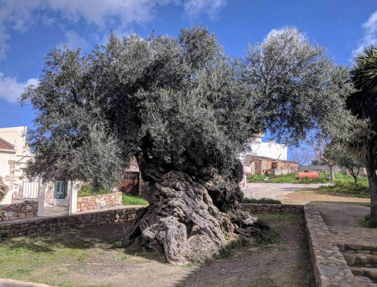This olive tree lived through the Iliad writing, the golden age of Athens, the rise of the Roman Emp...