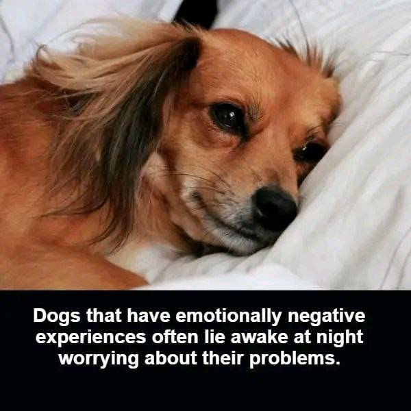 Dogs that have emotionally negative experiences often lie awake at night worrying about their proble...