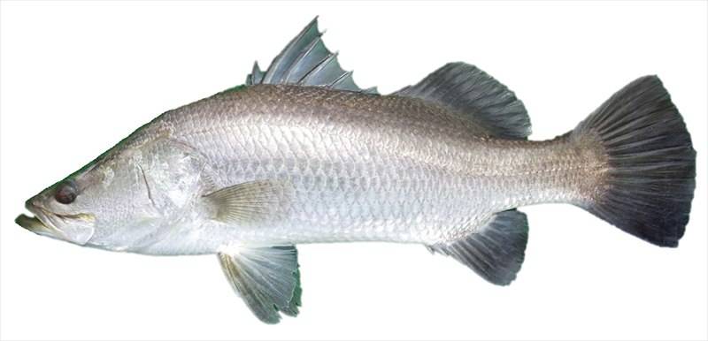 The Barramundi fish grows up as a male and after 2 years, turns into a female. This fascinating proc...