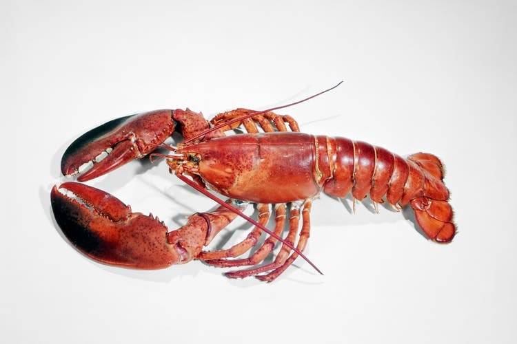 A lobster’s brain is located in its throat, its nervous system in its abdomen, its teeth in its stom...