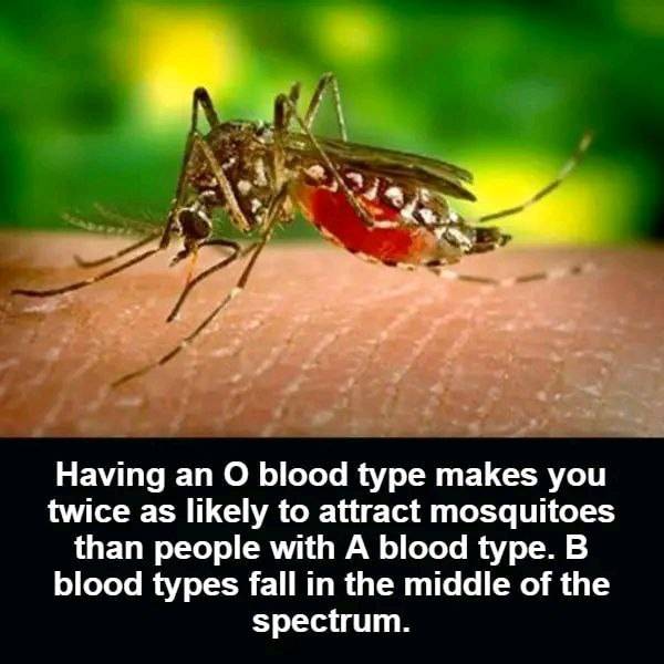 Having an O blood type makes you twice as likely to attract mosquitoes than people with A blood type...