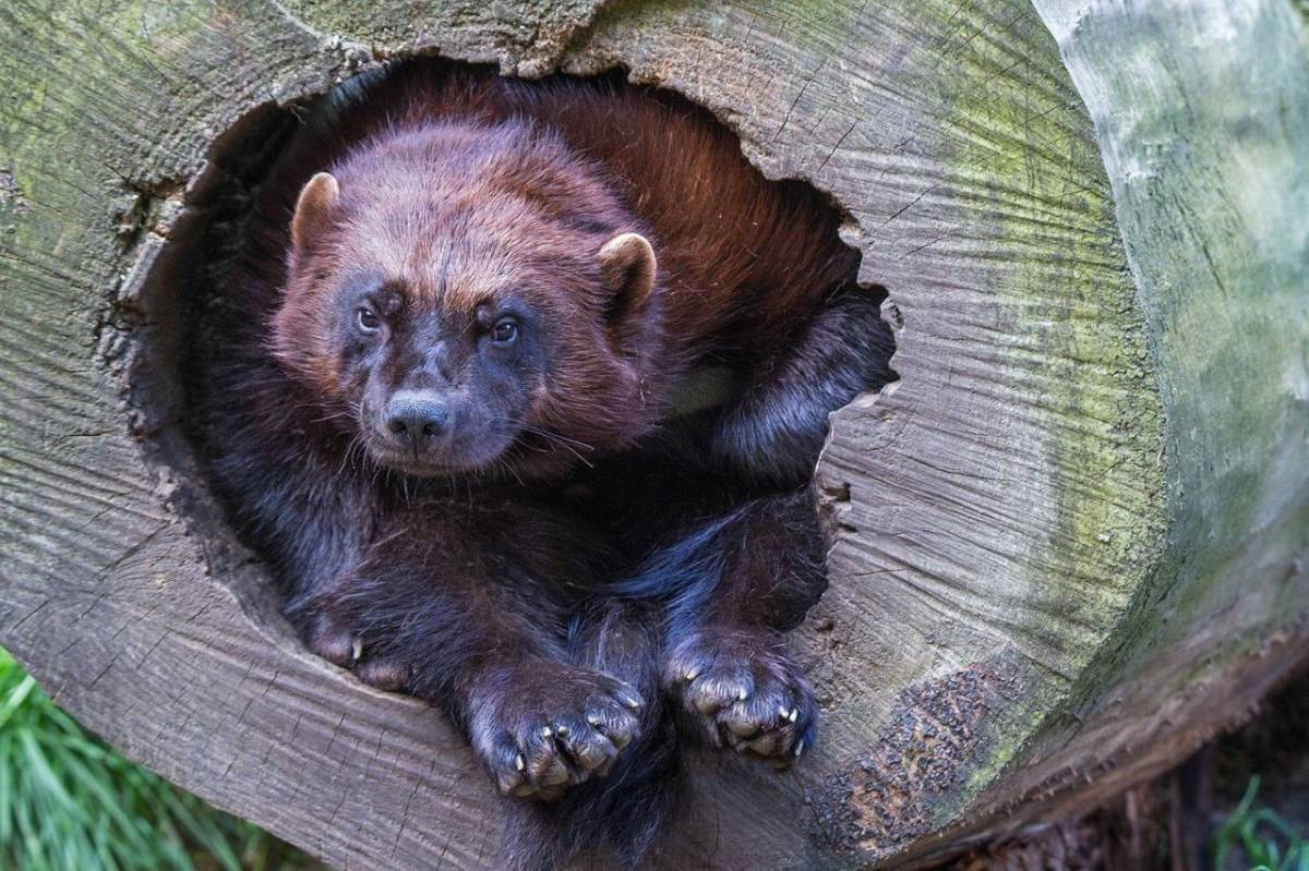 The wolverine is the fiercest predator on earth, unmatched by any other.
The wolverine knows no fea...