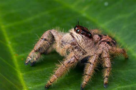 In 2022, a new spider species was found in Australia that jumps 2 meters. Called the “jumping hunter...