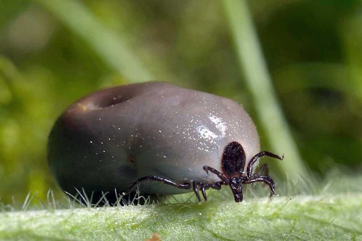 The strongest animal jaw belongs to the giant water bug and exerts pressure equivalent to the weight...