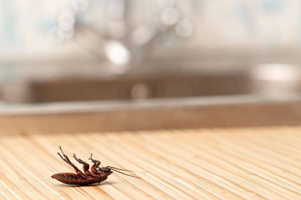 A cockroach can live without food for 2.5 months. A cockroach without a head for 2 weeks.
#LekeeLe...