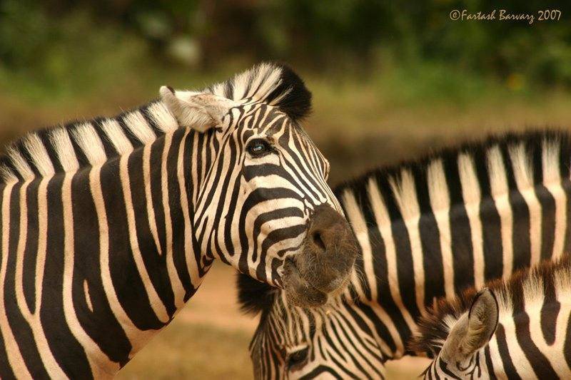 The name “zebra” comes from the Old Portuguese word Zevra which means “wild ass”
#LekeeLekee #Trend...