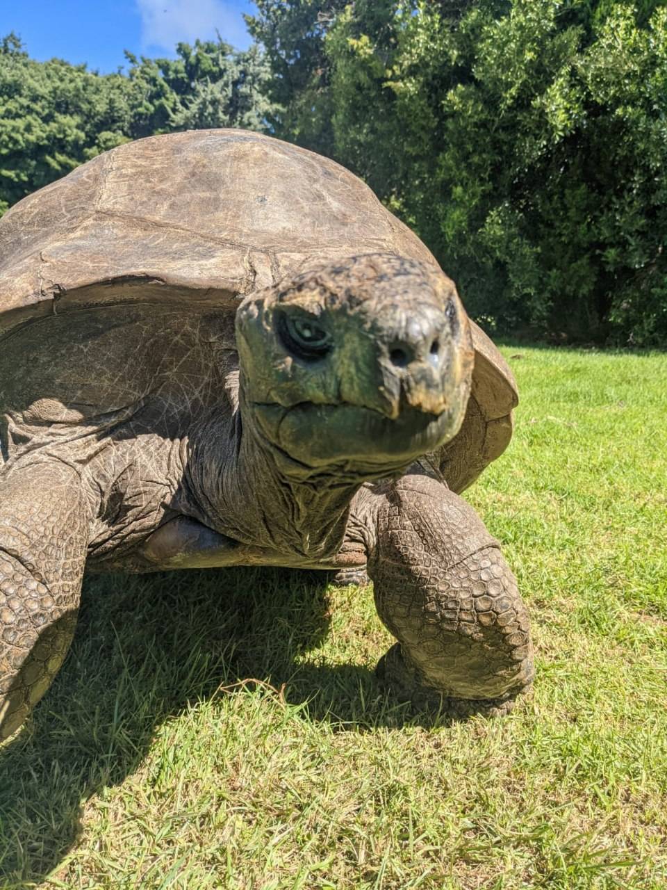 The world’s oldest animal on land is a tortoise called Jonathan, the tortoise is 190 years old as of...