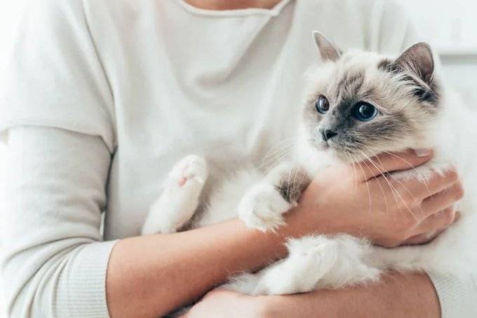 Leaving your cat alone for an entire day is now against the law in Sweden.
According to 2026 regula...
