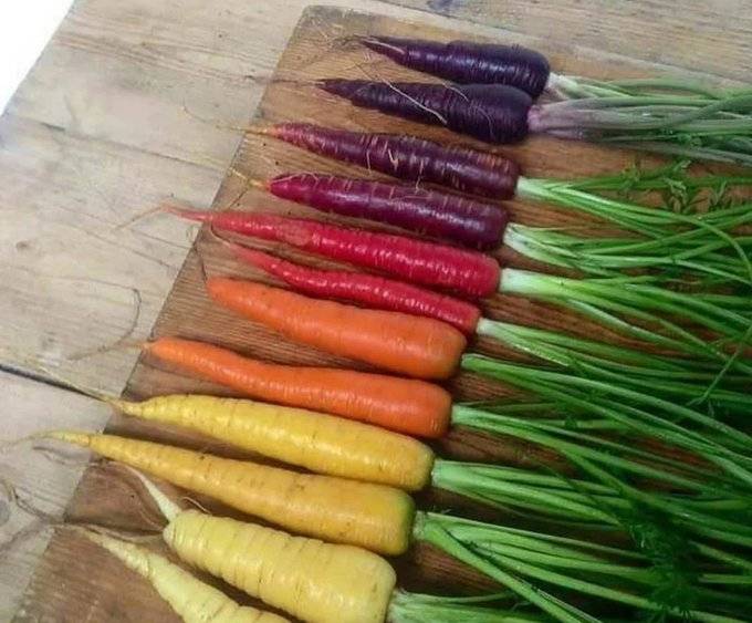 Carrots were originally purple, white, yellow, and red.
The orange carrots we know today became po...