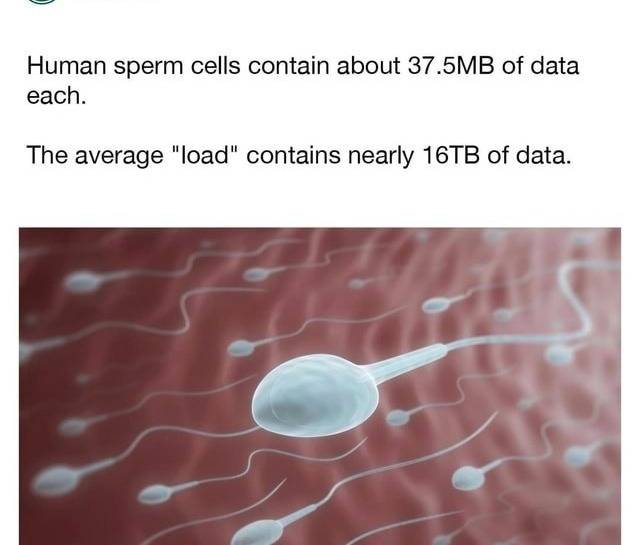 ๐ Human sperm cells contain about 37.5MB of data each
The average "load" contains nearly 16TB of d...