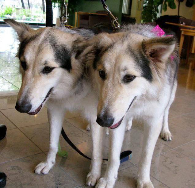 In South Korea, dogs can be cloned. The cost of this service is $ 100,000.
#LekeeLekee #Trending #mr...