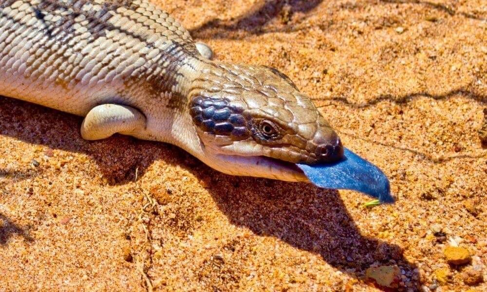 There are only three animals in the world with blue tongues: the chow chow dog , the blue-tongued li...