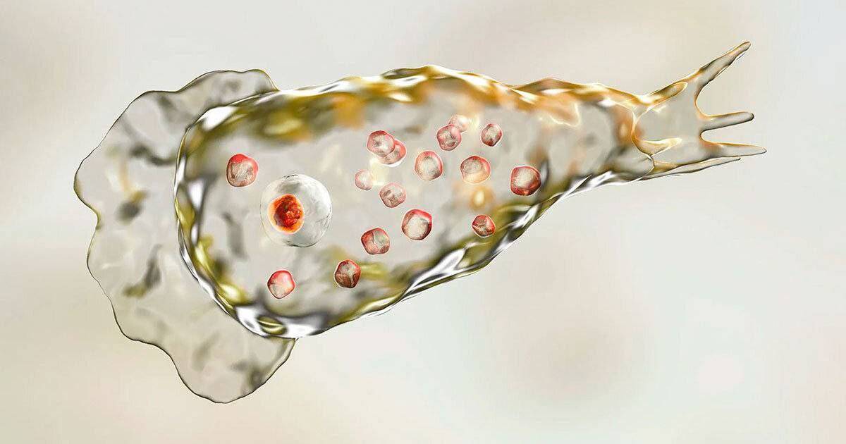 There are brain-eating amoebas.
- They inhabit fresh water and can enter the body through the nose,...