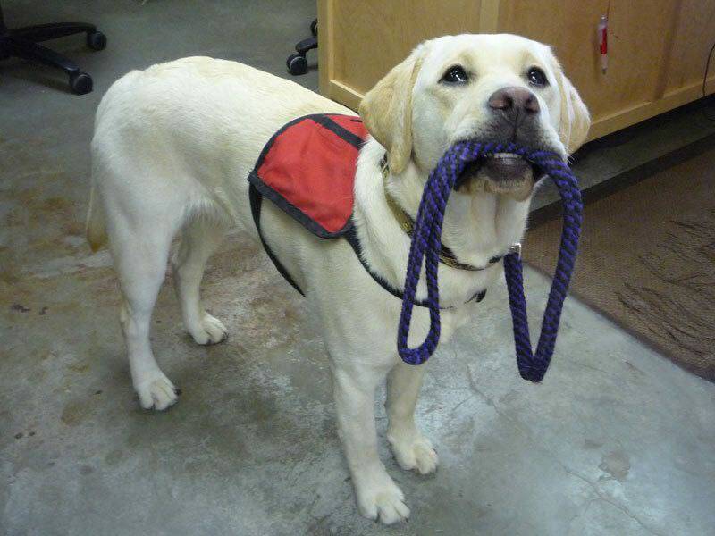 If a guide dog without an owner comes up to you on the street, it means that the owner is in trouble...