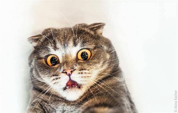 Almost 4 million cats are eaten in Asia every year.
After You'll complain that Calabar people consum...