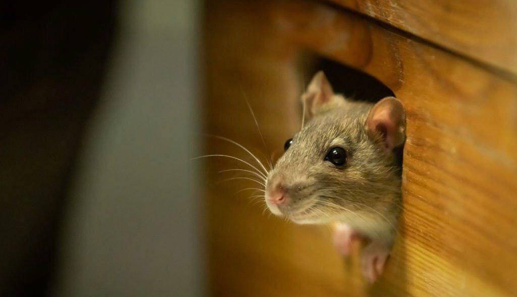 The rat is the only mammal other than man that can laugh.
#LekeeLekee #Trending #mrfoolish