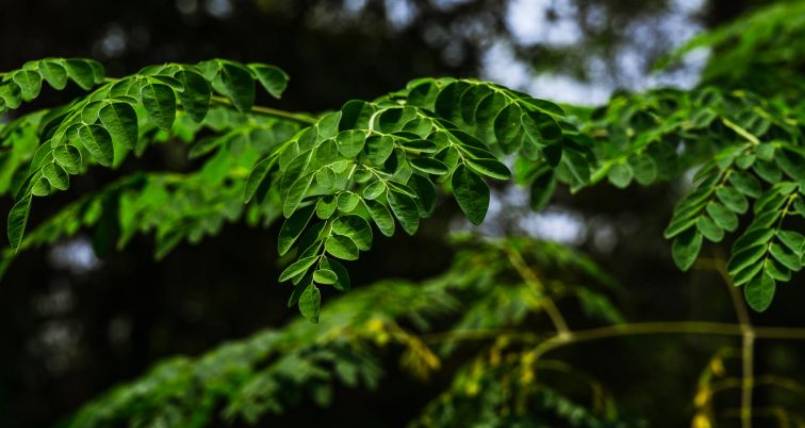 The moringa tree, known as the “miracle tree”, is one of the most nutrient-dense plants on the plane...