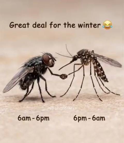 These two knows how to work well on their time schedules..๐๐
If you don't see them around your vic...